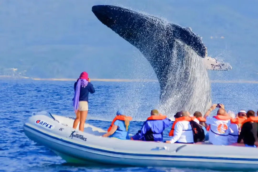 Humpback whale breaching in Banderas Bay
